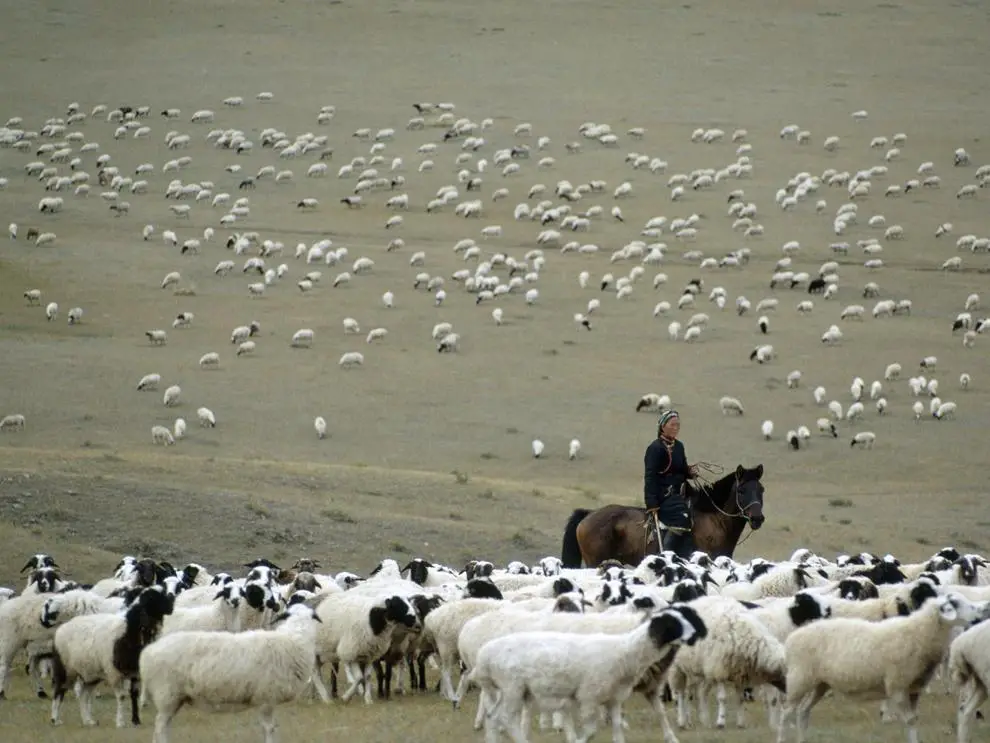The Emergence Of Herding As A Livestock Strategy