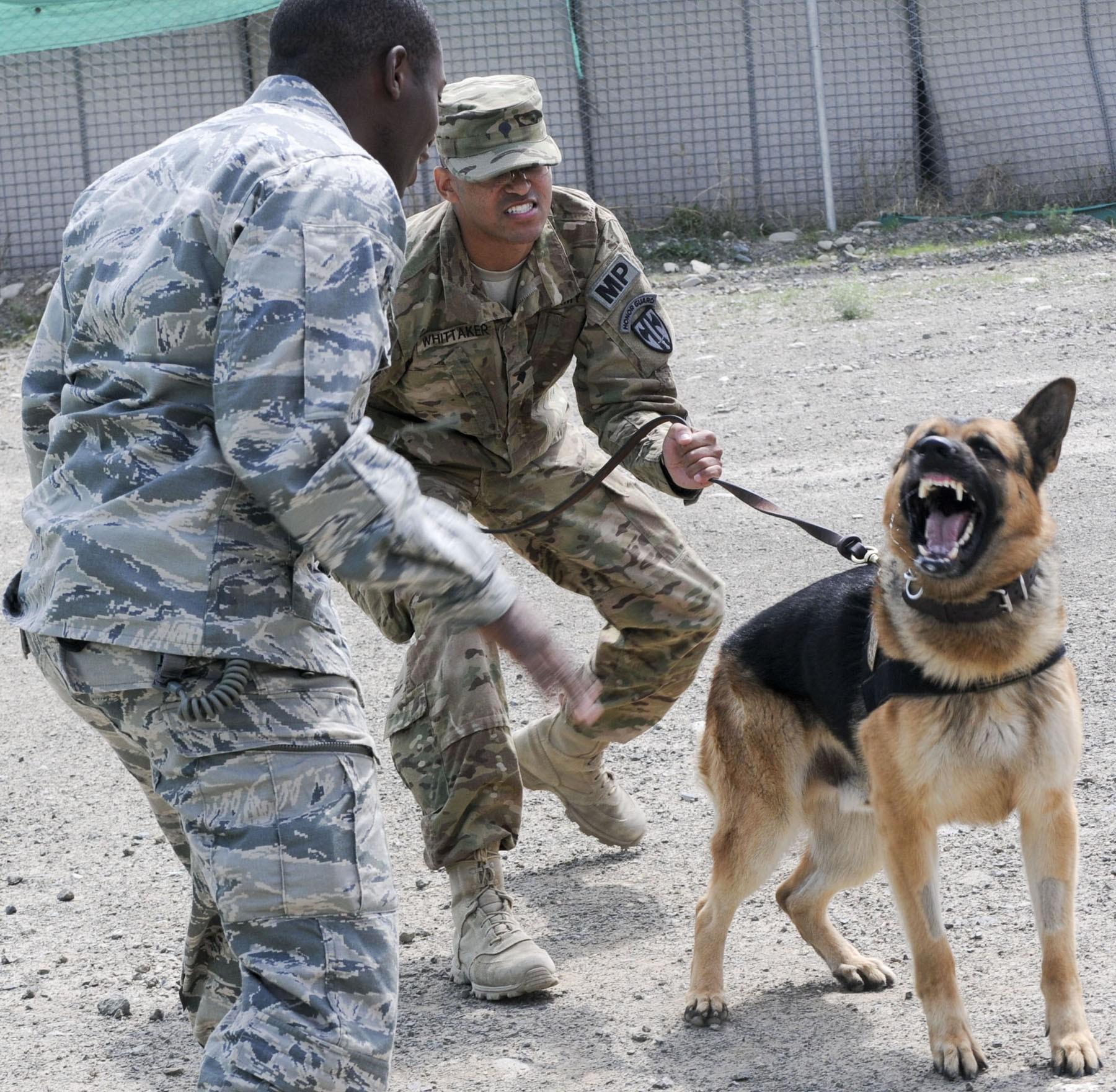Unleashing The Beast Within: Pets In Combat