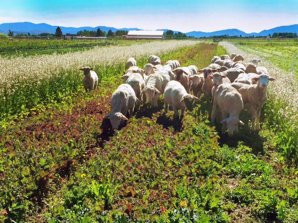 Modernizing Herdling For Sustainable Livestock Management