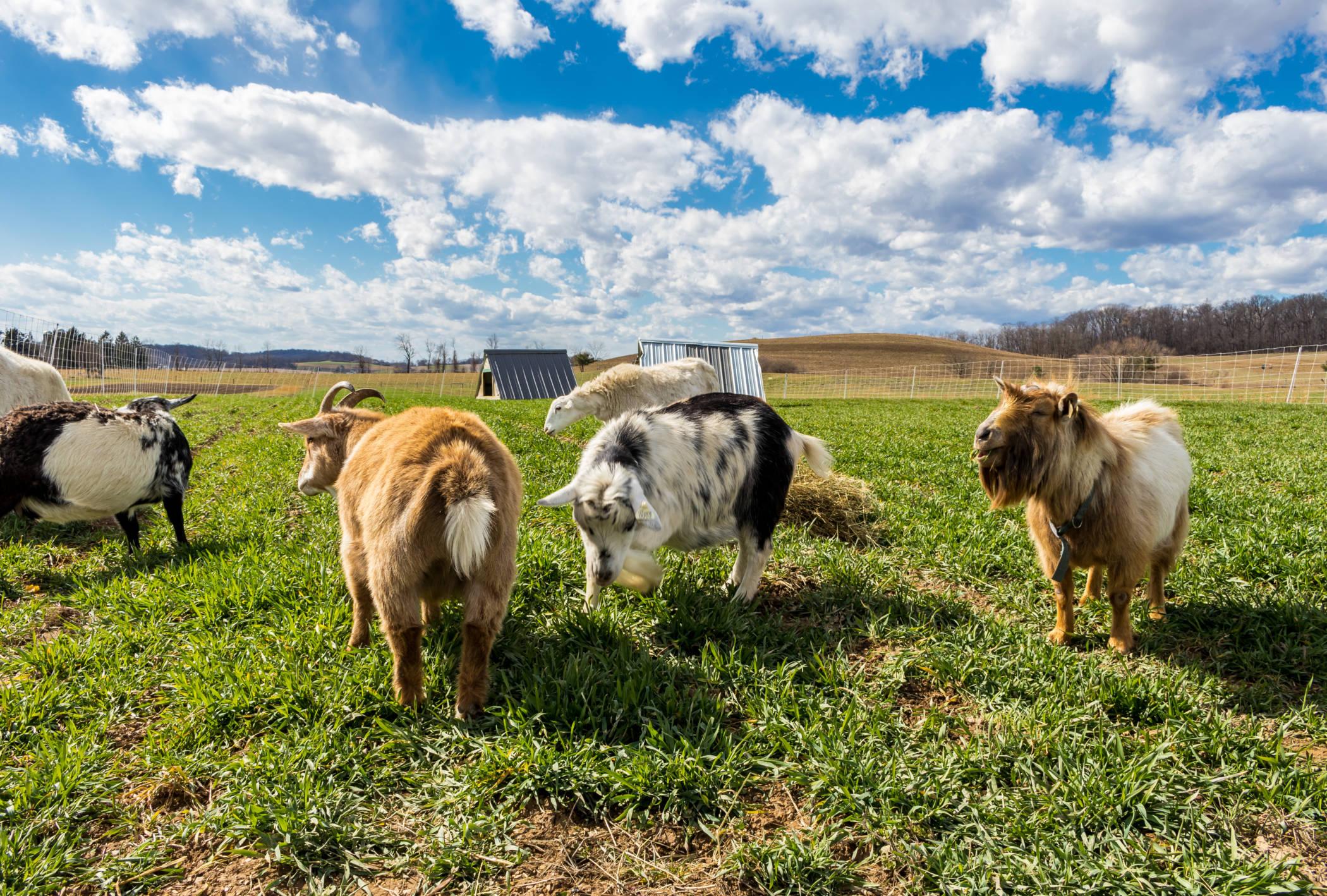 A Brief History Of Livestock Management