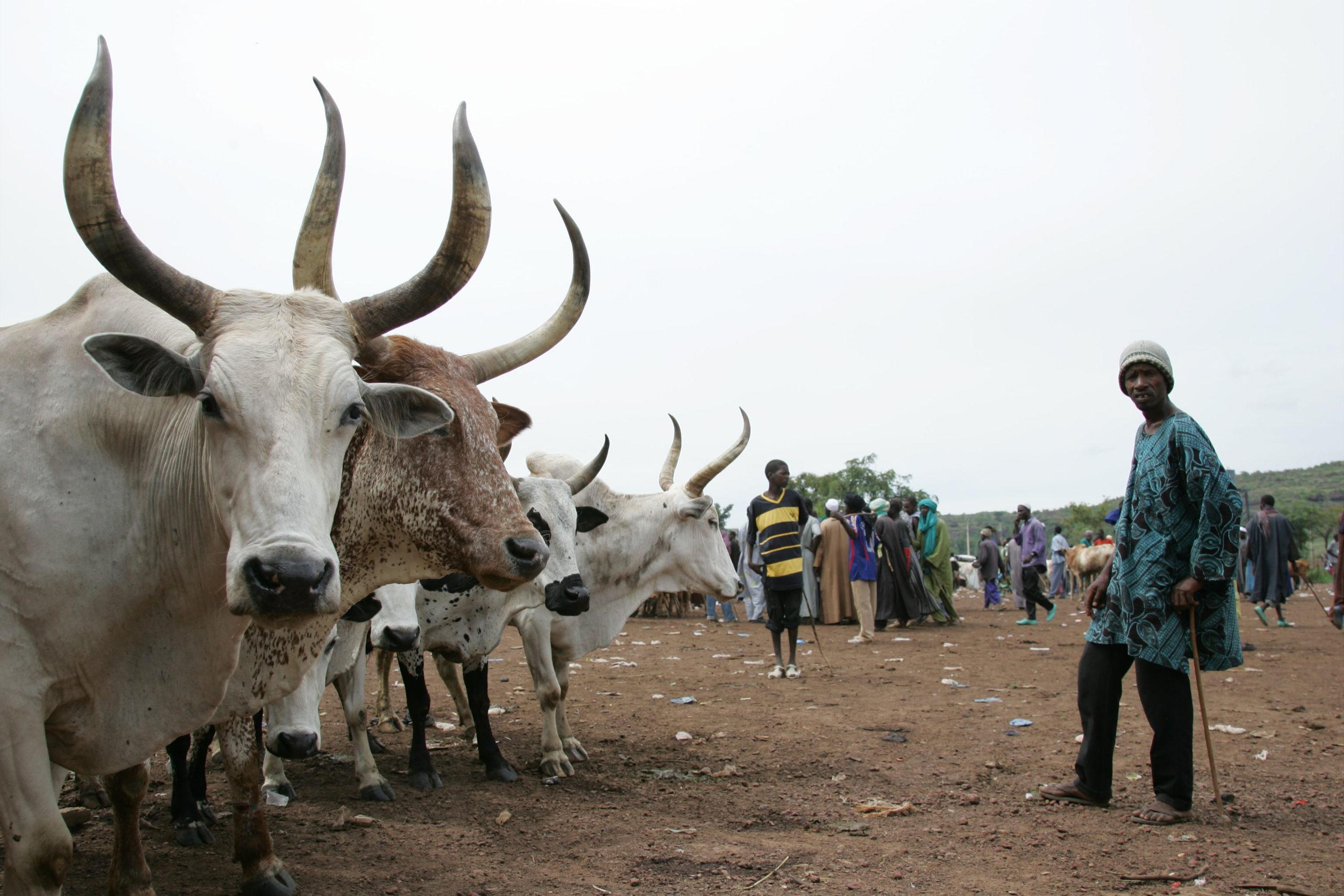 The Role Of Pastoralism In Shaping Modern Herdling Practices