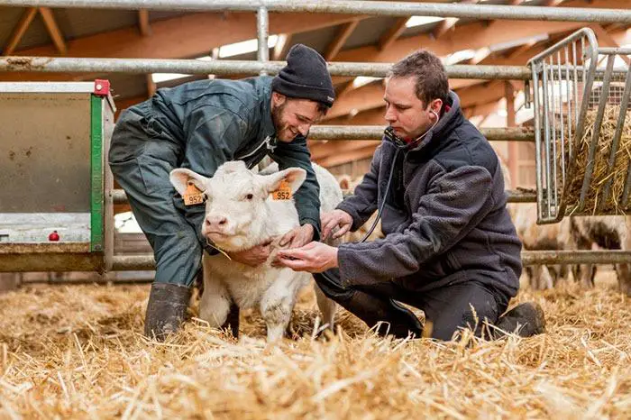 The Interconnectedness Of Human And Animal Health
