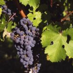 Review: Cabernet Lets You Make The Most Of Life As A Vampire