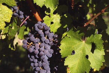 Review: Cabernet Lets You Make The Most Of Life As A Vampire