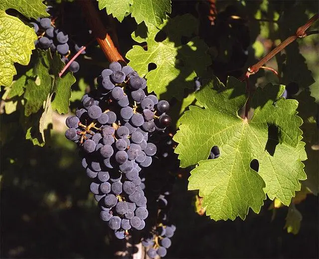 Review: Cabernet Lets You Make The Most Of Life As A Vampire