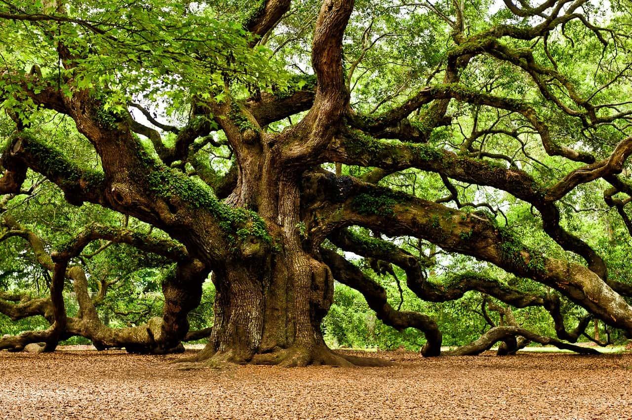 The Discovery In The Old Oak Tree
