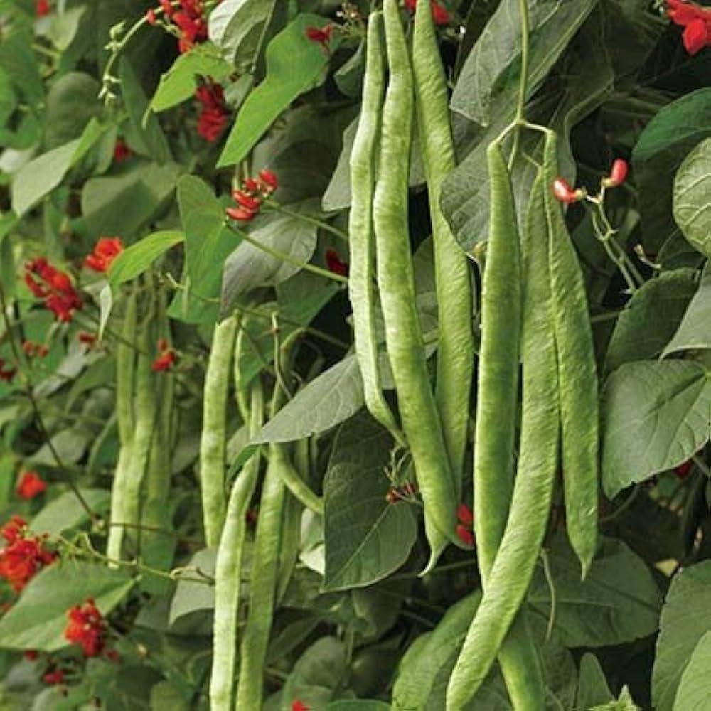 The Magic Of Beans And Speed