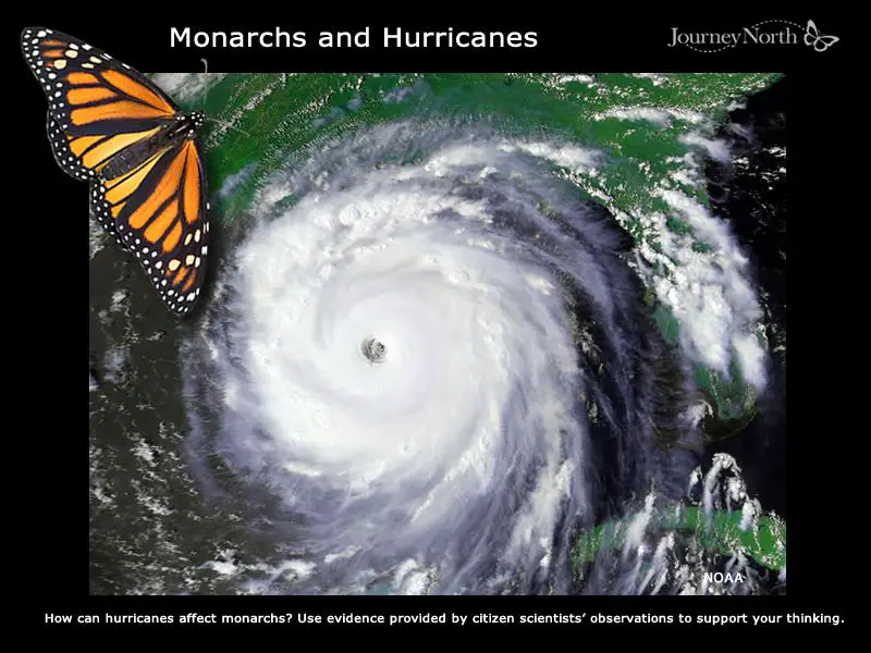 The Butterfly And The Hurricane Weathering Dcf Uncertainties
