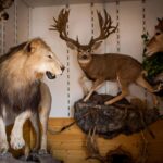 Classic Trophy Hunting Game My Name Is Mayo Has Been Remastered, For Some Reason