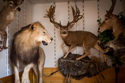 Classic Trophy Hunting Game My Name Is Mayo Has Been Remastered, For Some Reason